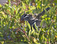 Black headed Grosbeak 1929